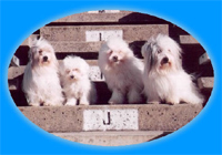 Photo of Jim Luippold's Cotons
