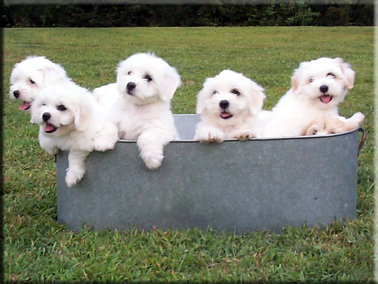 Photo of Coton puppies at Lily Hill Cotons