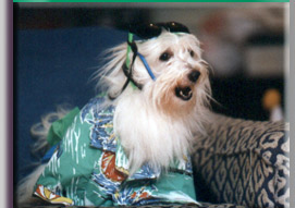 photo of Pastise