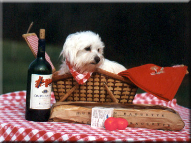Coton in August