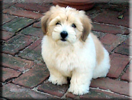 Photo of Lily Hill's Nellie Thursday 'Cricket'