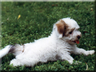 Coton Gabrielle at ten weeks old