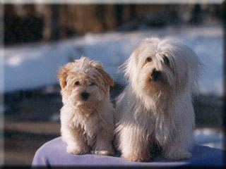 Coton Sasha is Gabrielle's companion
