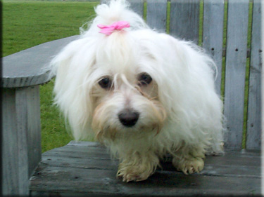 Photo of Lily on garden chair