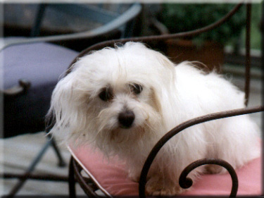Photo of Lily on wrought iron chair