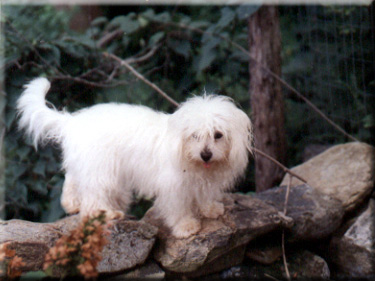 Photo of Lily on the stone wall