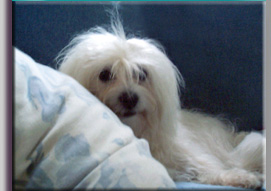 photo of Lily