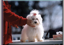 photo of Lily