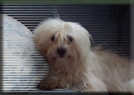 photo of Lily
