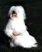Coton photo 'Griotte'