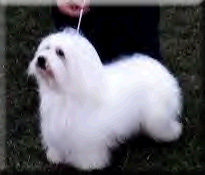 Coton photo 'Ipso'