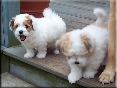 Coton Rory with littermate Jazzman