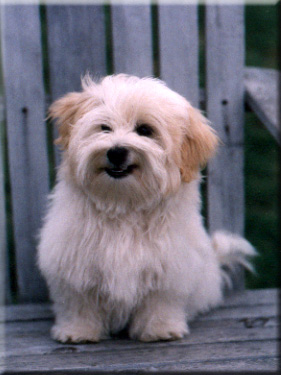 Photo of Sasha on garden chair