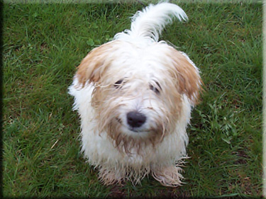 Coton Sasha after a hard day