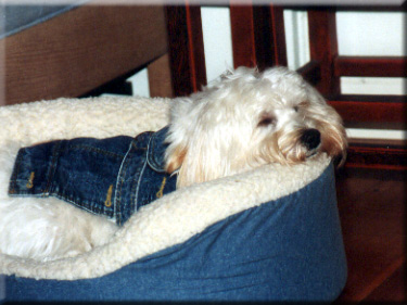 Photo of Sasha snoozing in doggie bed